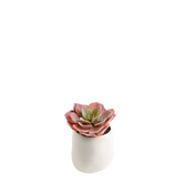 Succulente in vaso